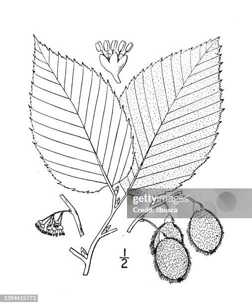 antique botany plant illustration: ulmus racemosa, cork elm - elm tree stock illustrations