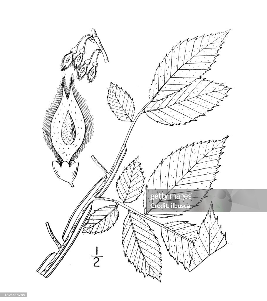 Antique botany plant illustration: Ulmus alata, Winged Elm, Wahoo