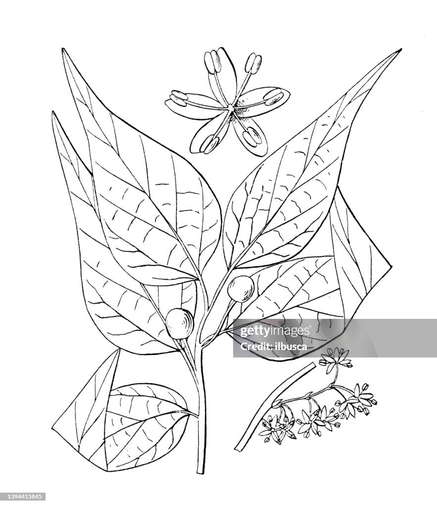 Antique botany plant illustration: Celtis Mississippiensis, Southern Hackberry