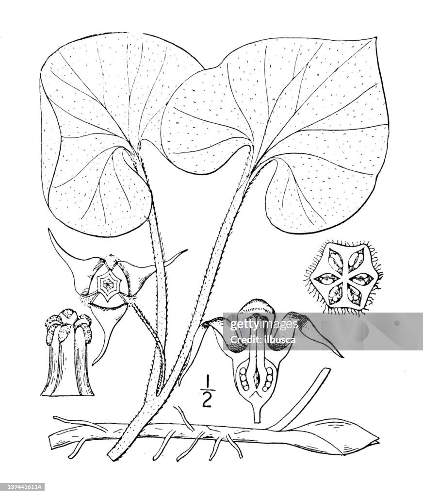 Antique botany plant illustration: Asarum Canadense, Wild Ginger