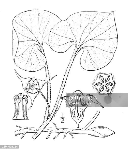 antique botany plant illustration: asarum canadense, wild ginger - asarum canadense stock illustrations