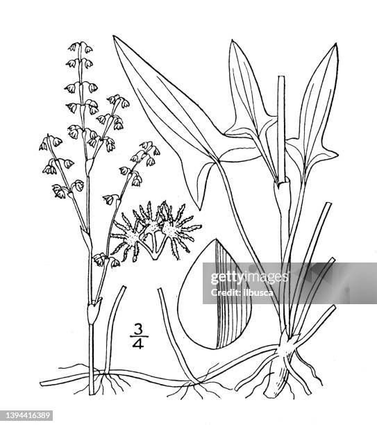 antique botany plant illustration: rumex acetosella, sheep sorrel - sheep sorrel stock illustrations