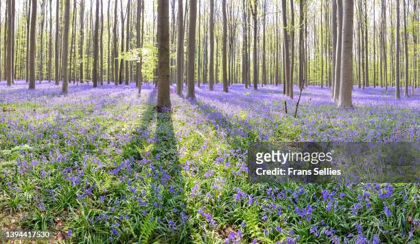 forest of halle (hallerbos) with bluebell flowers, halle, belgium - bluebell wood fotografías e imágenes de stock