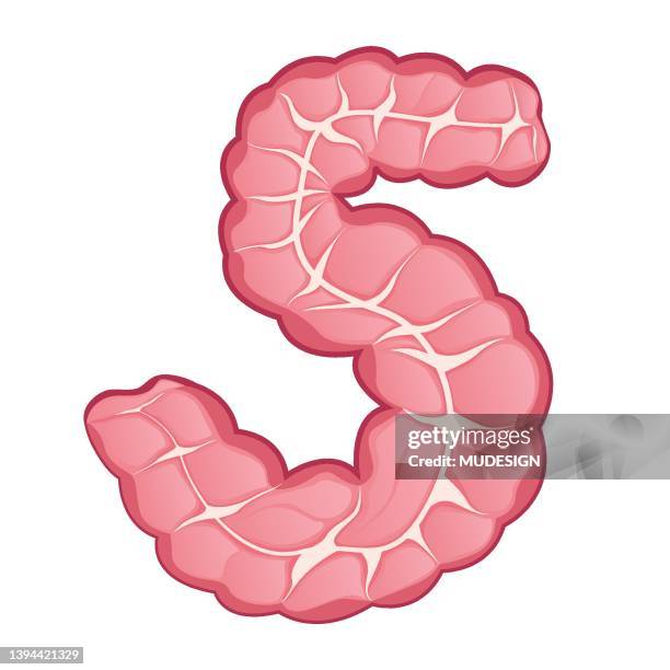 bildbanksillustrationer, clip art samt tecknat material och ikoner med large intestine. alphabet letter - rektum