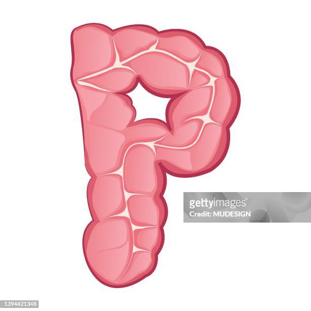 ilustrações de stock, clip art, desenhos animados e ícones de large intestine. alphabet letter - appendicitis