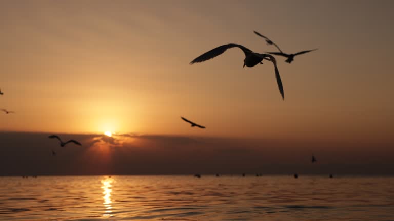 https://media.gettyimages.com/id/1394425688/video/seagulls-above-the-ocean-water-at-sunset.jpg?b=1&s=640x640&k=20&c=M9TWGaDjNtY7r3HC1i-ONSD33xkXccex7NDHv9le2ZA=