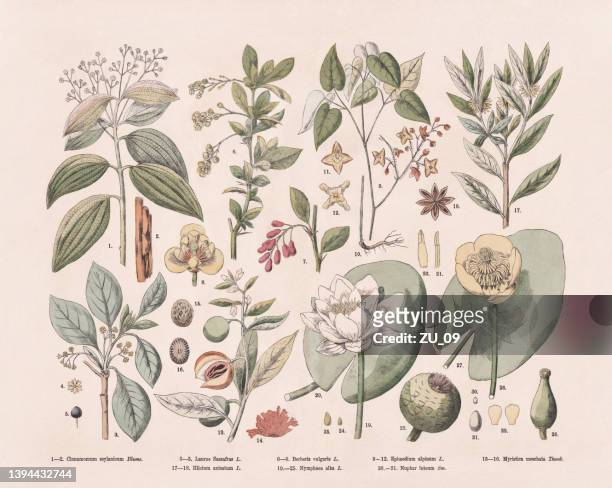 blütenpflanzen (angiospermae), handkolorierter holzstich, erschienen 1887 - anis stock-grafiken, -clipart, -cartoons und -symbole