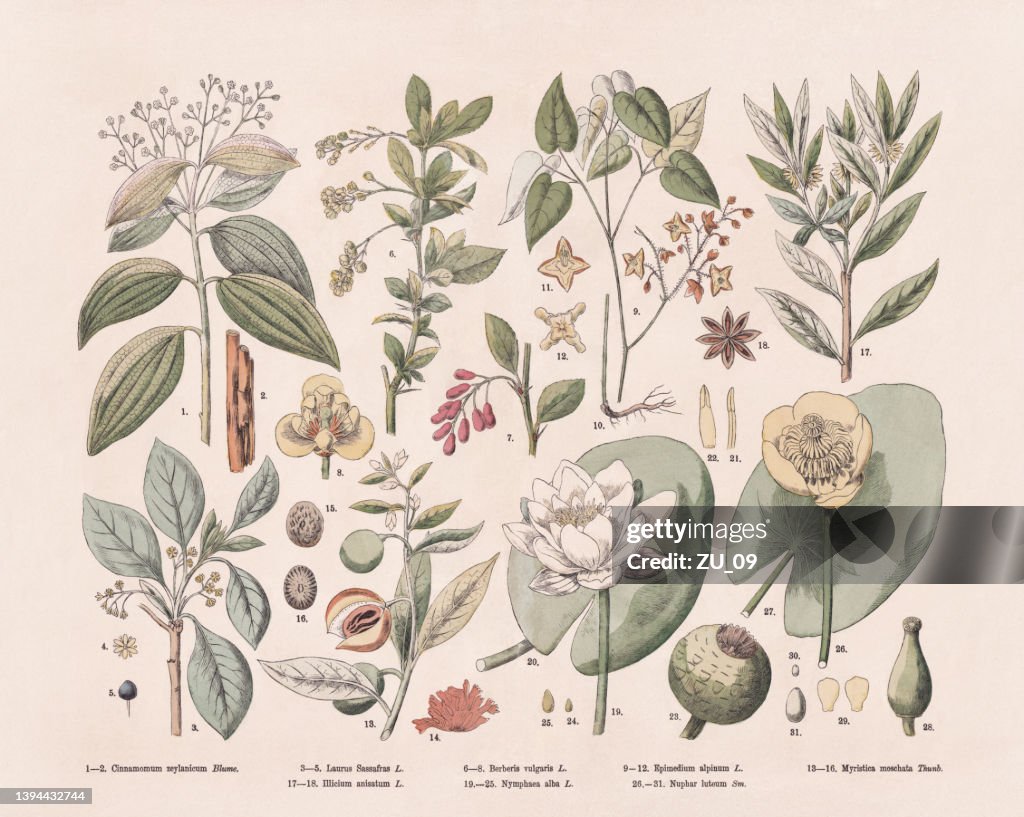 Flowering plants (Angiospermae), hand-colored wood engraving, published 1887