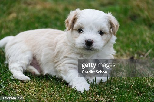 Teacup Havanese Dog Bichon Havanese Puppies For Sale Mini Bichon