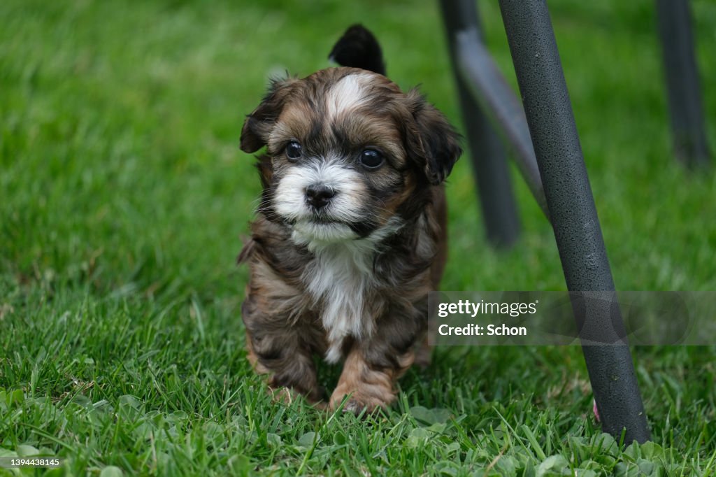 5 week old Bichon Havanese puppies out for the first time
