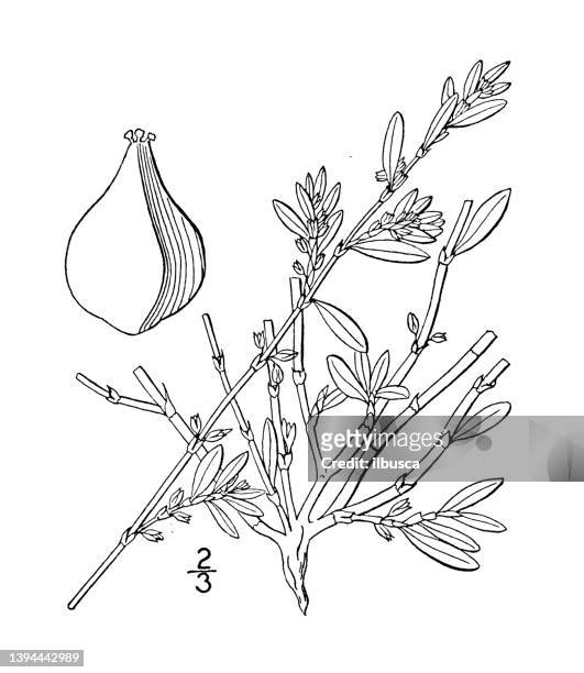 antique botany plant illustration: polygonum littorale, shore knotweed - litorale stock illustrations