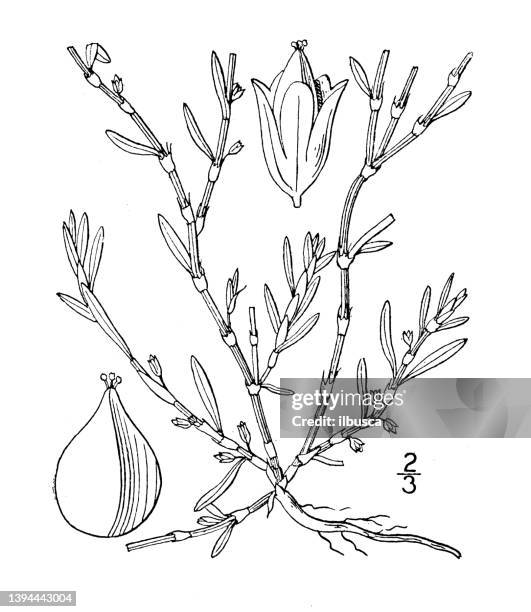 antique botany plant illustration: polygonum maritimum, seaside knotweed - polygonum persicaria stock illustrations