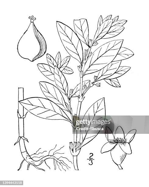 antique botany plant illustration: polygonum erectum, erect knotweed - polygonum persicaria stock illustrations