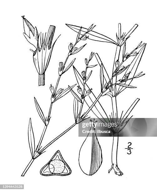 antique botany plant illustration: polygonum exsertum, long fruited knotweed - knotweed stock illustrations
