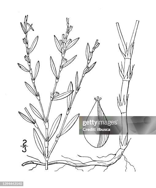 antique botany plant illustration: polygonum ramosissimum, bushy knotweed - bushy stock illustrations