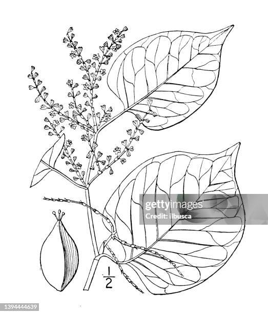antique botany plant illustration: polygonum zuccarinii, japanese knotweed - polygonum persicaria stock illustrations