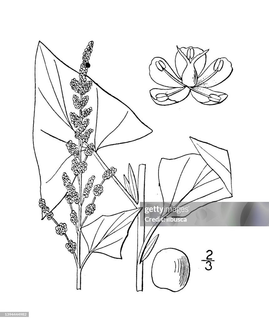 Antique botany plant illustration: Chenopodium bonus-henricus, Good King Henry, Perennial Goosefoot