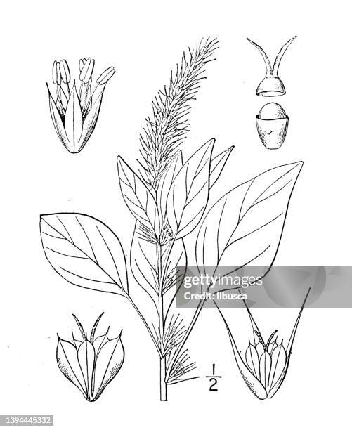 antike botanische pflanzenillustration: amaranthus palmeri, palmers amaranth - amarant stock-grafiken, -clipart, -cartoons und -symbole