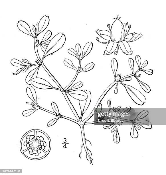 antique botany plant illustration: sesuvium maritimum, sea purslane - portulaca stock illustrations