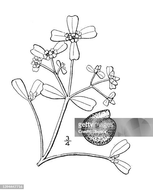 antique botany plant illustration: portulaca retusa, notched purslane - portulaca stock illustrations