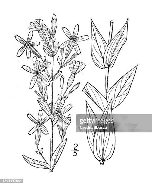 antique botany plant illustration: silene regia, royal catchfly - wildflower drawing stock illustrations