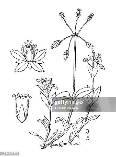ilustrações, clipart, desenhos animados e ícones de ilustração antiga da planta botânica: holosteum umbellatum, jagged chickweed - chickweed