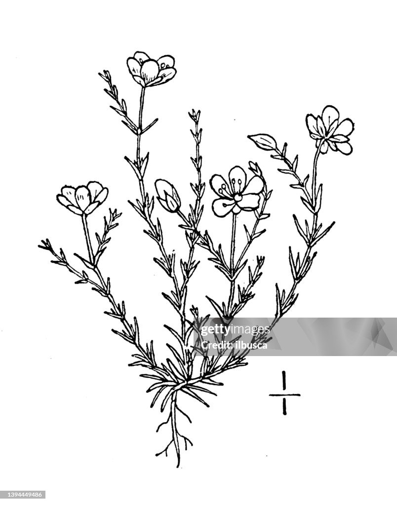 Antique botany plant illustration: Sagina nodosa, Knotted pearlwort