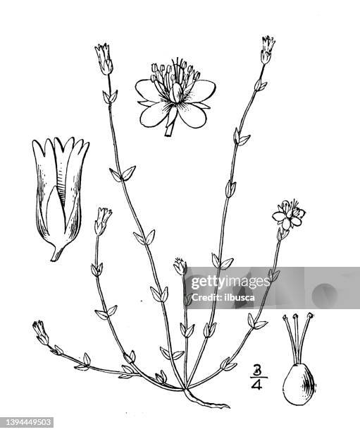 ilustraciones, imágenes clip art, dibujos animados e iconos de stock de ilustración de plantas botánicas antiguas: arenaria ciliata, hierba de arena con flecos - sandwort