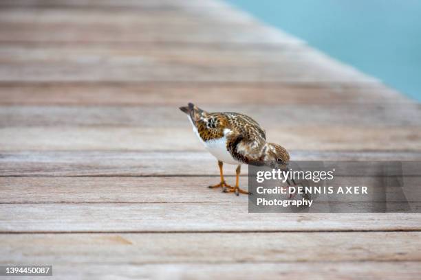 little bird eating a fished on a pier - sanderling stock-fotos und bilder