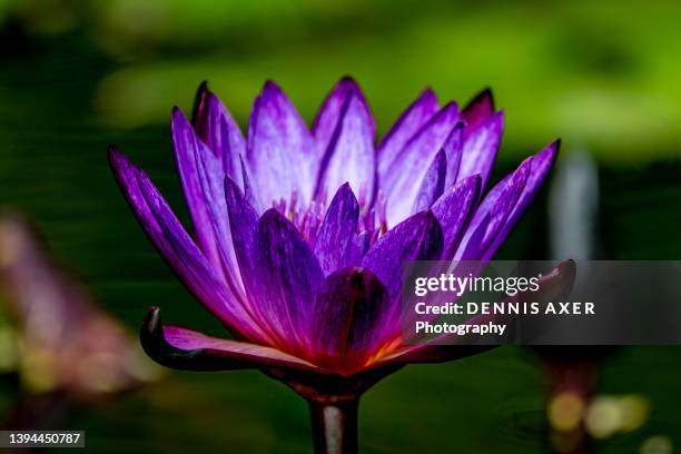 purple water lily - us botanic garden stock pictures, royalty-free photos & images