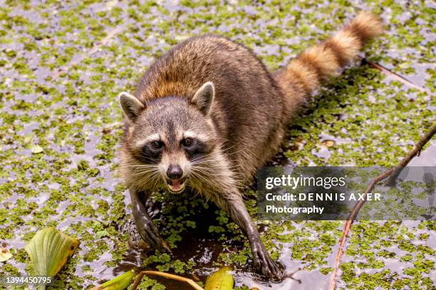 brown raccoon hunting in the everglades - waschbaer stock pictures, royalty-free photos & images