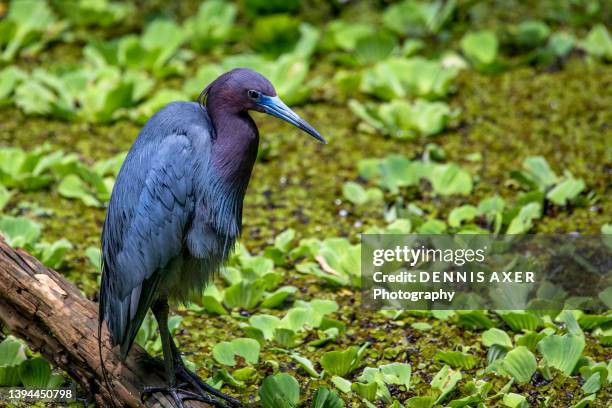 little blue heron - südwesten stock-fotos und bilder