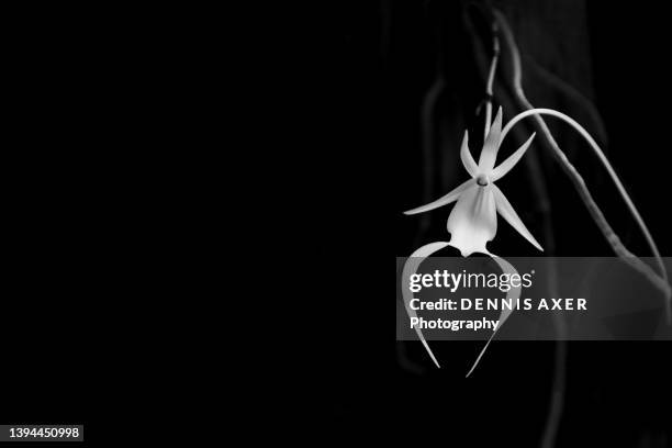ghost orchid - fantasma foto e immagini stock