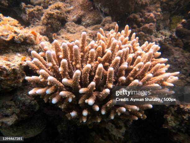 close-up of coral in sea - acropora sp stock pictures, royalty-free photos & images