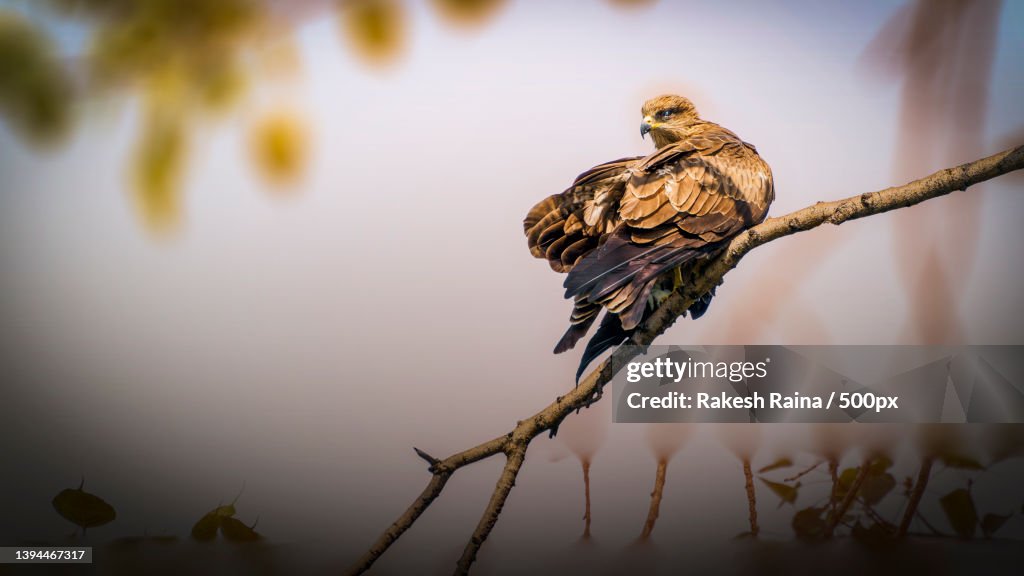 Close-up of hawk of prey perching on branch,New Delhi,Delhi,India