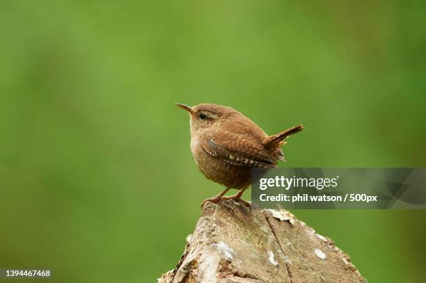 close-up of wren perching on wood,taunton,united kingdom,uk - wren stock pictures, royalty-free photos & images