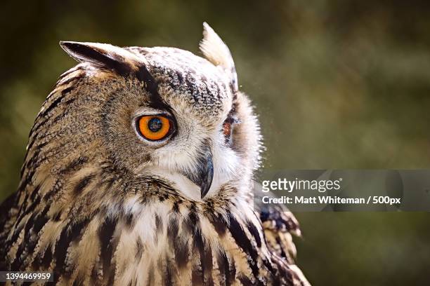 close-up of eagle owl,cornwall,united kingdom,uk - gufo foto e immagini stock
