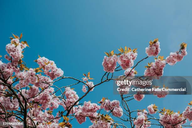 pink cherry blossom tree in full bloom against a clear blue sky - cerezos en flor fotografías e imágenes de stock