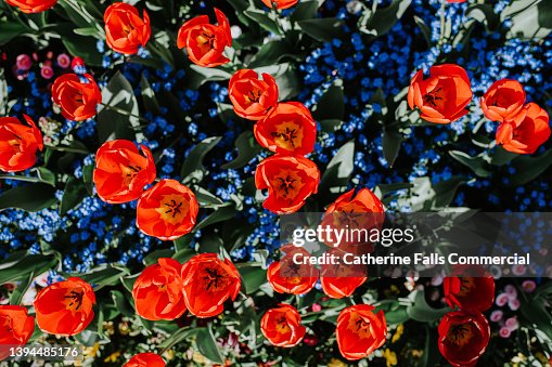Top down image of various flowers in a flower bed, including red tulips. Top down image of various flowers in a flower bed, including red tulips.