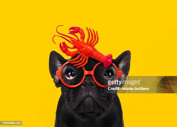 dog with funny lobster eyeglasses - toy dog fotografías e imágenes de stock