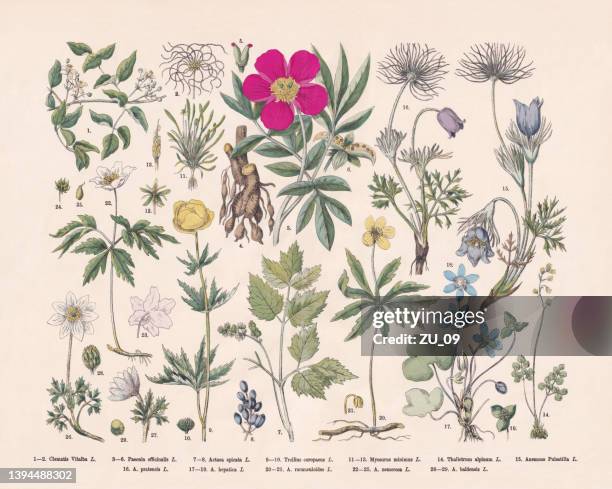 flowering plants and crowfoot family, hand-colored wood engraving, published 1887 - clematis vitalba stock illustrations
