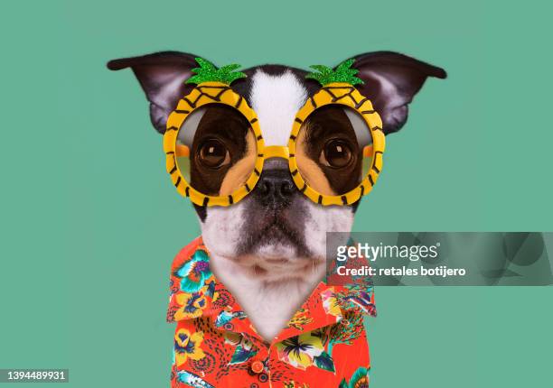 funny dog wears pineapple glasses - hawaiian shirt 個照片及圖片檔