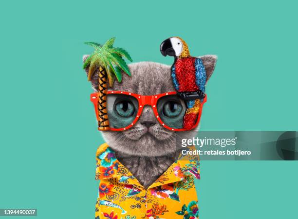 funny cat wears parrot glasses - 2022 a funny thing stock pictures, royalty-free photos & images