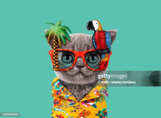 funny cat wears parrot glasses - tropical bird isolated stock pictures, royalty-free photos & images