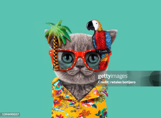 funny cat wears parrot glasses - cat attitude stock pictures, royalty-free photos & images