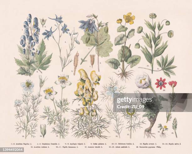 illustrations, cliparts, dessins animés et icônes de famille des ranunculaceae (ranunculaceae), gravure sur bois colorée à la main, publiée en 1887 - bouton d'or