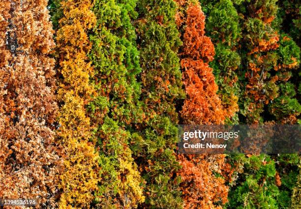 thuja blight is a fungal disease caused by didymascella thujina (syn. keithia thujina) that attacks the leaves and shoots of thuja species, particularly western red cedar (thuja plicata) - cedro vermelho do oeste - fotografias e filmes do acervo
