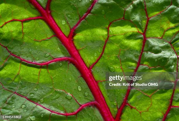 the natural pattern of the swiss chard leaf - blette photos et images de collection
