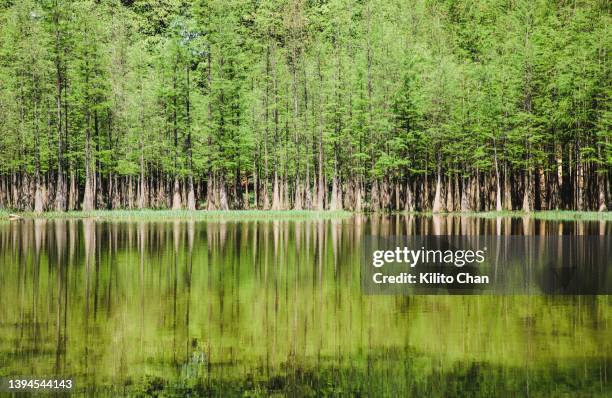 cypress tree forest - cypress tree stockfoto's en -beelden