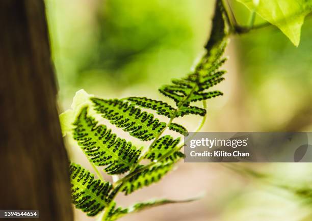 ferns in the forest - spore stock pictures, royalty-free photos & images